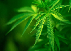 Легализовать коноплю планируют власти Молдовы