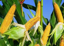 Юг Молдовы могут декукуризировать