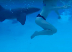 Мужчина снял на видео нападение акулы на жену во время медового месяца