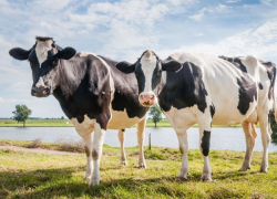 Ливанец загремел на 9-летний срок в Молдове: обанкротил гражданина Ливии, обещая помочь купить тысячи коров