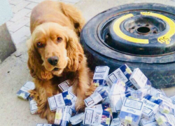 Служебная собака обнаружила сигареты в необычном месте автомобиля на таможне в Костешты