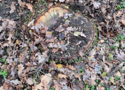 Незаконная вырубка в лесах Криулен: ущерб оценили почти в 200 тысяч леев