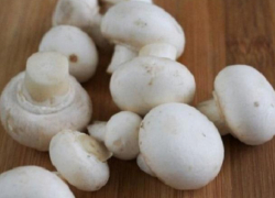 ANSA предупреждает о токсичности собранных в лесу грибов