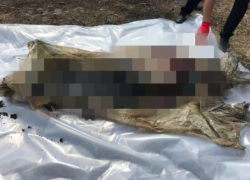 Убил и закопал в лесу - муж подозревается в жестоком убийстве жены