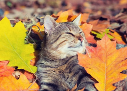 В пятницу погода в Молдове будет переменчивой