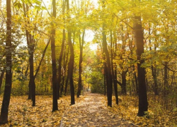 Аномально теплый ноябрь: текущая неделя порадует хорошей погодой