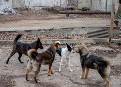Полиция расследует массовое исчезновение и смерть собак на свалке в Каушанах
