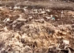 Тонны гниющих туш и скелетов животных обнаружены в Хынчештах