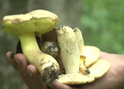 Подросток умер от отравления грибами, его мать впала в кому в Трушенах