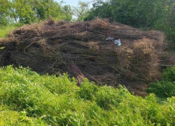 Проверка в Pădurea Domnească выявила гибель 40 тысяч молодых деревьев