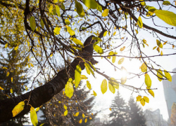 Во вторник в Молдове будет прохладно, осадков не ожидается