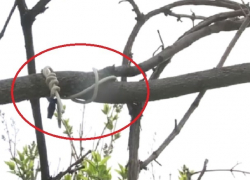 Юноша из Оргеевского района дождался ухода мамы и покончил с собой