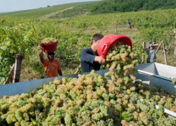 Виноградный фестиваль без винограда прошел в Дурлештах