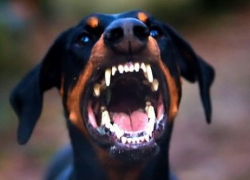 В Кишиневе женщину на прогулке покусала собственная собака