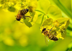 В южных селах Молдовы массово гибнут пчелы - потери пчелосемей доходят до 70%