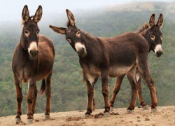 В Комрате произошло курьезное ЧП: по городу бегали ослы