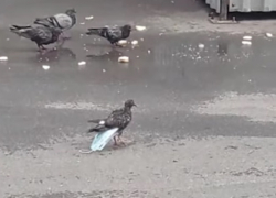 В Кишиневе маски носят даже голуби