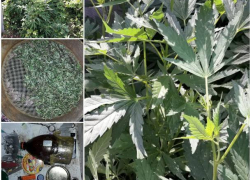 Плантацию из почти 300 кустов конопли обнаружили в Вадул-луй-Водэ