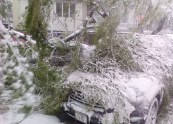 Из-за выпавшего снега в столице массово падают деревья 