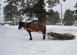 Смертельные разборки пастухов в Каушанах: труп вывезли на санях