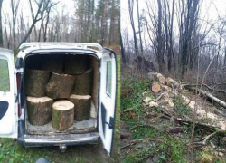 Жителя Гратиешт поймали на незаконной вырубке деревьев в столичном парке