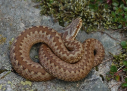 Вулканешты наводнили змеи