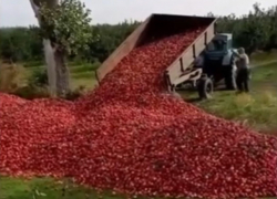 Примар Кишинева распорядится закупать у фермеров яблоки для школ