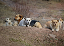 Разъяренные голодные собаки напали на мужчину в районе столичных новостроек