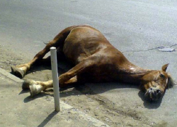 Мучения выжившей лошади после гибели коня на трассе Кишинев - Страшены длились 13 часов