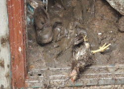 15 минут ливня практически уничтожили Шолданешты