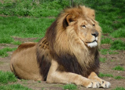 Хозяина одиноко гуляющего по Молдове льва наказали