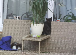 Генпримар Кишинева раздает котят