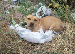 Шокирующее видео: водитель безжалостно вытряхивал собаку из мешка на обочине дороги