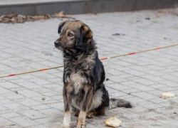 В Бельцах брошенная собака уже три недели ждет хозяина на одном месте