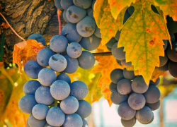 В понедельник в Молдове будет по-летнему тепло 