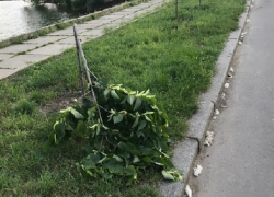 Вандалы сломали деревья в столичном парке Валя Морилор
