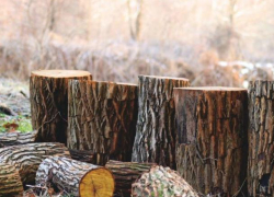 Министр пообещала достаточно древесины, чтобы обогреться зимой