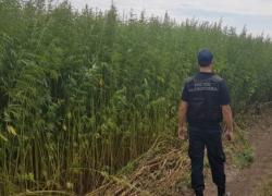 Пограничники обнаружили огромное поле конопли у села Чишмикьой