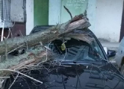 Упавшее дерево раздавило припаркованную у дома в Кишиневе иномарку