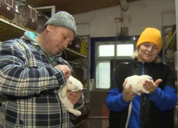 Яловенские фермеры выращивают новозеландских кроликов
