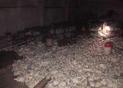 В Басарабяском районе при пожаре на ферме погибли 15 тысяч цыплят