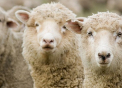 В Кишиневе баранов и других животных будут тестировать по-новому