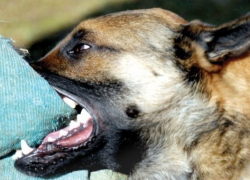 В Каушанах мужчина заболел бешенством после укуса собственной собаки 