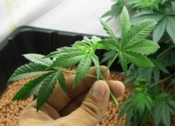 Молдавские бизнесмены рискуют получить срок за выращивание технической конопли