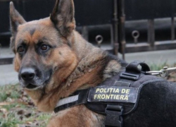 Преступник пытался сбежать из страны, однако пограничная собака «была другого мнения»