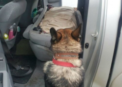 Собака обнаружила контрабанду у румына в Скулянах