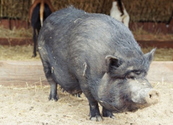 50 евро за информацию о мертвых кабанах - ANSA готова заплатить за помощь