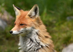 Молдавские охотники смогут неограниченно отстреливать лис и шакалов