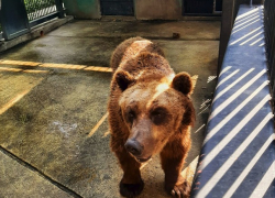 Знакомьтесь. Бурый медведь - самый большой долгожитель Кишинёвского зоопарка