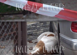 Драма в Тирасполе - обезумевший алабай откусил палец женщине